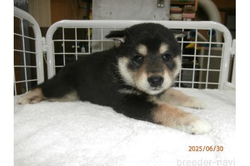 販売中の大阪府の柴犬-396761の2枚目